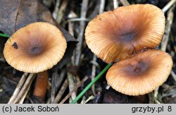 Lactarius obscuratus (mleczaj olszowy)