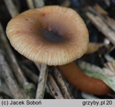 Lactarius obscuratus (mleczaj olszowy)