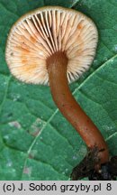 Lactarius obscuratus (mleczaj olszowy)