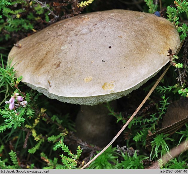 Leccinum schistophilum (koźlarz zielonawy)