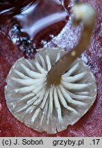 Entoloma rhodocylix (dzwonkówka olszowa)