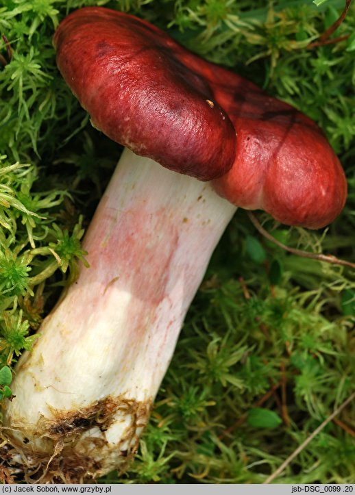 Russula rhodopus (gołąbek czerwononogi)