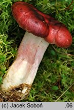 Russula rhodopus (gołąbek czerwononogi)