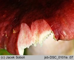 Russula rhodopus (gołąbek czerwononogi)