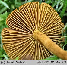 Cortinarius chrysolitus