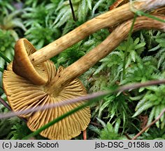 Cortinarius chrysolitus