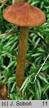 Cortinarius chrysolitus (zasłonak trzęsawiskowy)