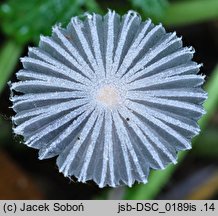 Coprinopsis candidata