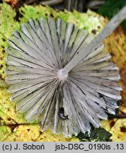 Coprinopsis candidata