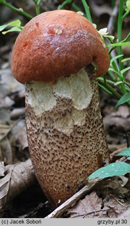 Leccinum quercinum (koźlarz dębowy)