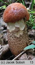 Leccinum quercinum (koźlarz dębowy)