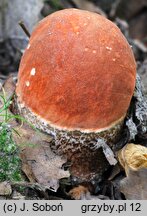 Leccinum quercinum (koźlarz dębowy)