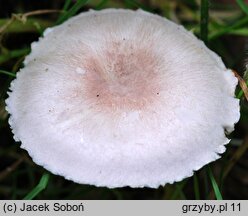 Agaricus semotus (pieczarka winnoczerwona)