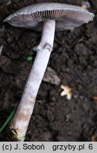 Agaricus semotus (pieczarka winnoczerwona)