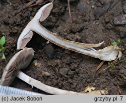 Agaricus semotus (pieczarka winnoczerwona)