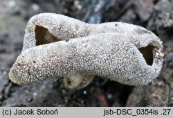 Helvella villosa