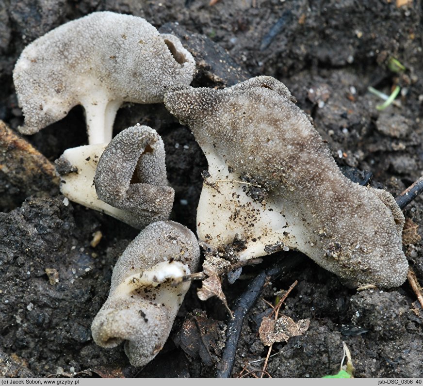 Helvella villosa