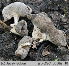 Helvella villosa