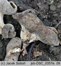 Helvella villosa