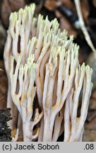Ramaria apiculata (koralówka zielonowierzchołkowa)