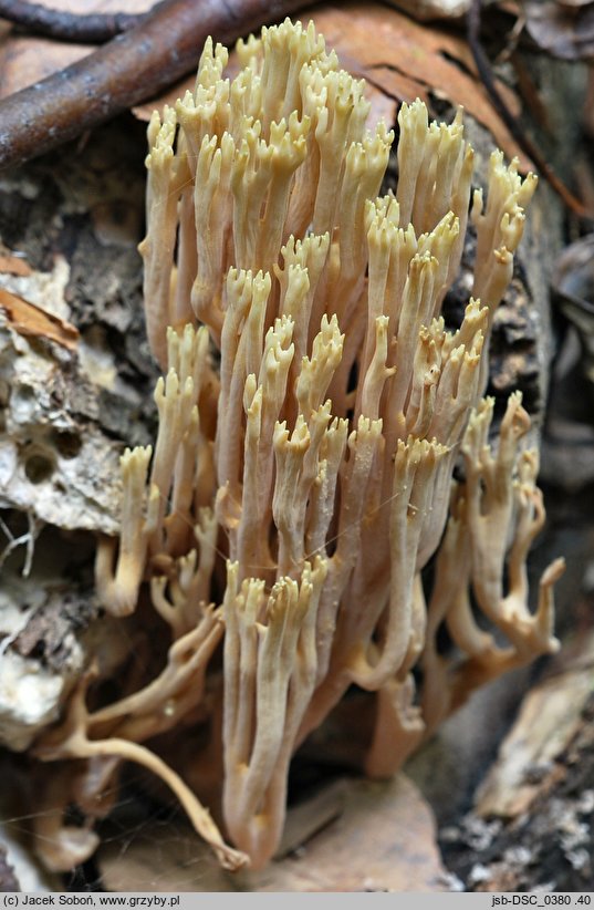 Ramaria apiculata (koralówka zielonowierzchołkowa)