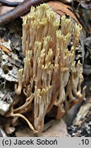 Ramaria apiculata (koralówka zielonowierzchołkowa)