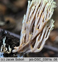 Ramaria apiculata (koralówka zielonowierzchołkowa)