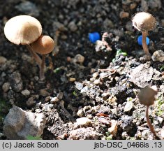 Conocybe microrrhiza var. tetraspora