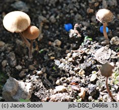 Conocybe microrrhiza (stożkówka krótkokorzeniasta)