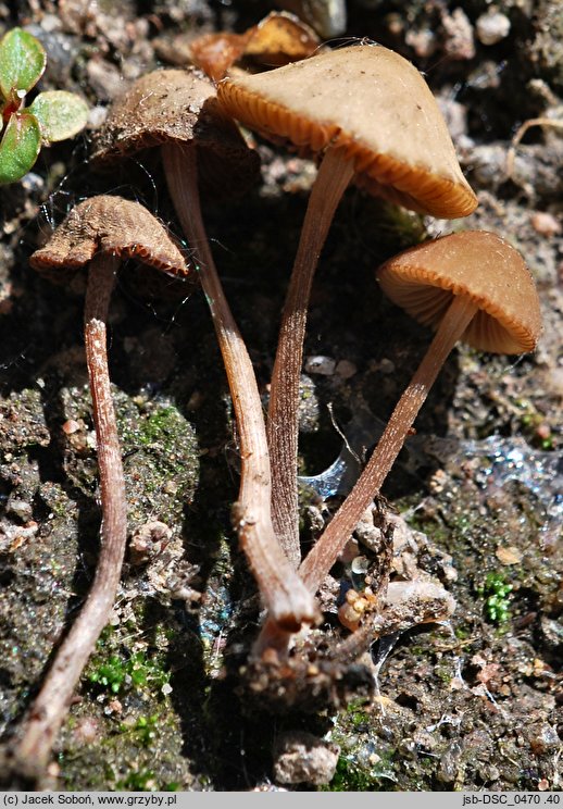 Conocybe microrrhiza var. tetraspora