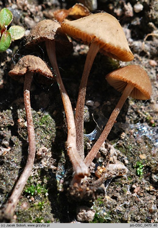 Conocybe microrrhiza (stożkówka krótkokorzeniasta)