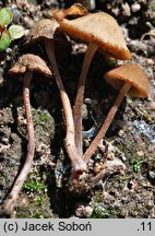 Conocybe microrrhiza (stożkówka krótkokorzeniasta)