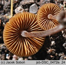 Conocybe microrrhiza (stożkówka krótkokorzeniasta)