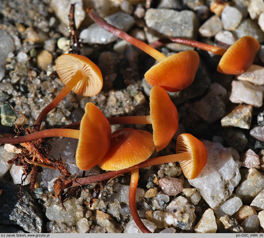 Xeromphalina brunneola (pępowniczka brunatna)