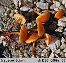 Xeromphalina brunneola (pępowniczka brunatna)