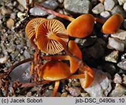 Xeromphalina brunneola (pępowniczka brunatna)