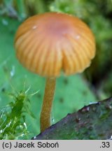 Galerina karstenii