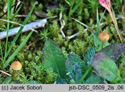 Galerina karstenii