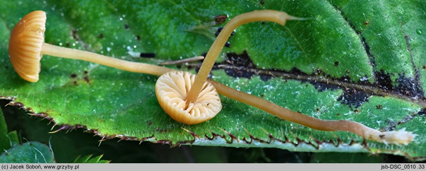 Galerina karstenii