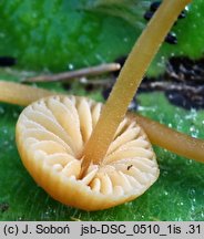 Galerina karstenii