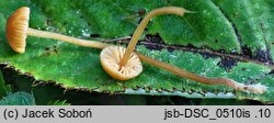 Galerina karstenii