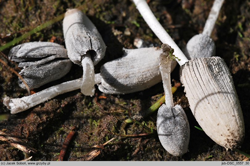 Coprinopsis saccharomyces