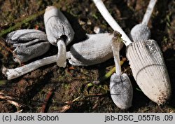 Coprinopsis saccharomyces