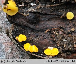 Phaeohelotium monticola