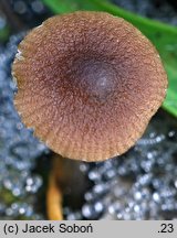 Pluteus cyanopus