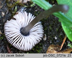 Pluteus cyanopus