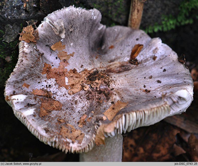 Tricholoma orirubens (gąska czerwieniejąca)