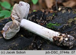 Tricholoma orirubens (gąska czerwieniejąca)