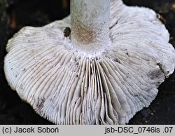 Tricholoma orirubens (gąska czerwieniejąca)