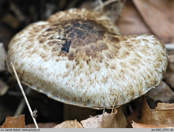 Inocybe brunneotomentosa